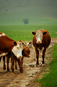 内蒙古平顶山牛群图片