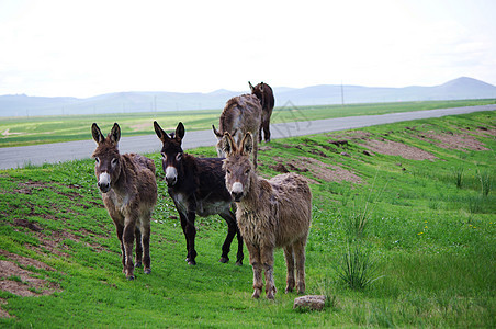 内蒙古大草原驴群图片
