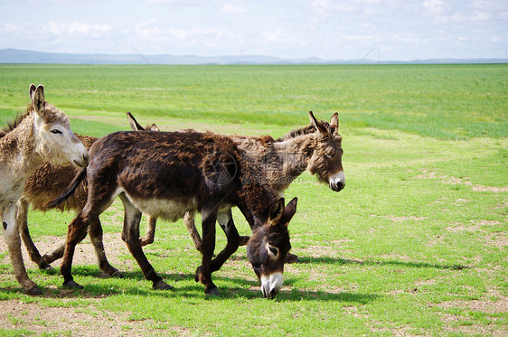 内蒙古草原驴子图片