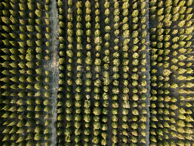 茂密的松针林图片