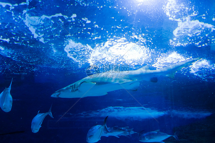 水族馆内游动的鲨鱼图片