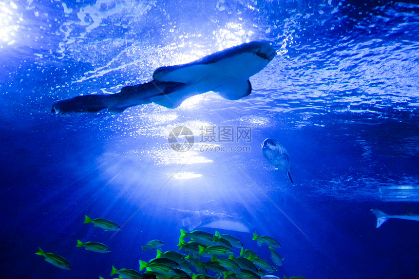 水族馆内游动的鲨鱼图片