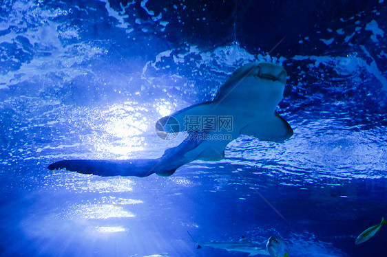 水族馆内游动的鲨鱼图片