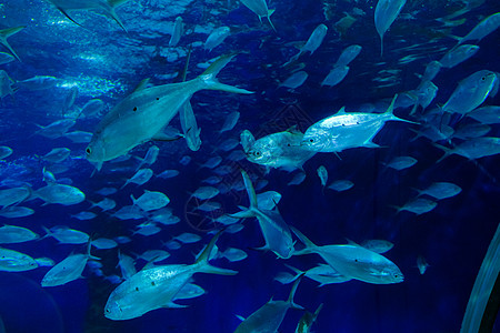 各种海洋生物水里游动的鱼群背景