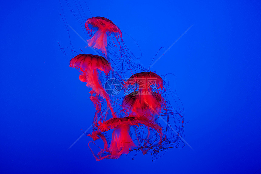 水族馆水母图片