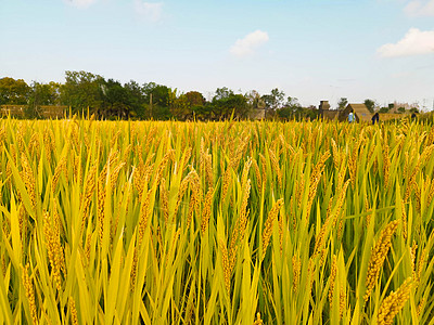 黄色稻田芒种时节稻子背景