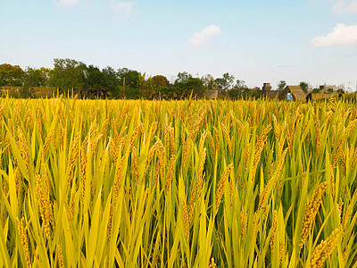 芒种时节稻子丰收高清图片素材