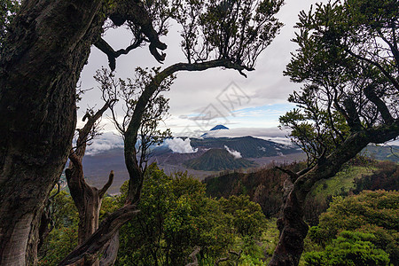 布洛莫火山印尼森林高清图片