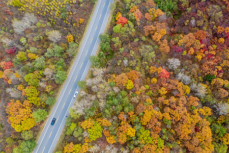 秋季道路航拍枫叶公路背景