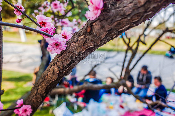 上海世纪公园樱花图片