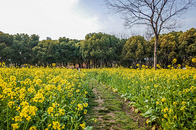 上海世纪公园油菜花图片