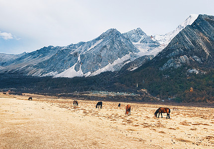 高原雪山下的马场图片