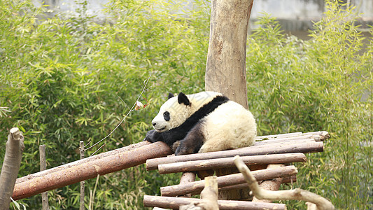成都大熊猫基地的熊猫可爱高清图片素材