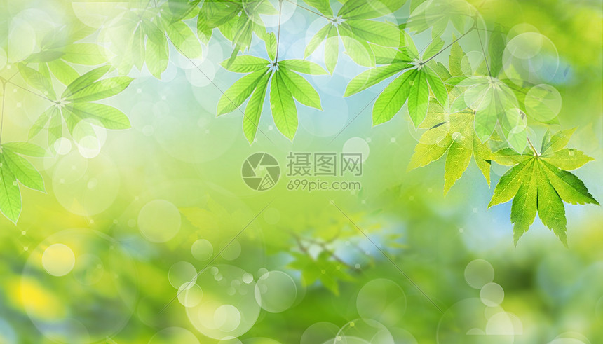 春天的绿叶