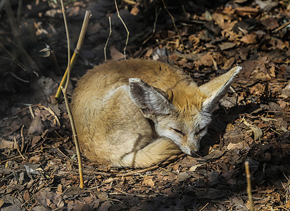 睡觉的耳廓狐图片