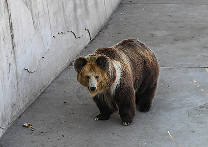 西藏棕熊图片