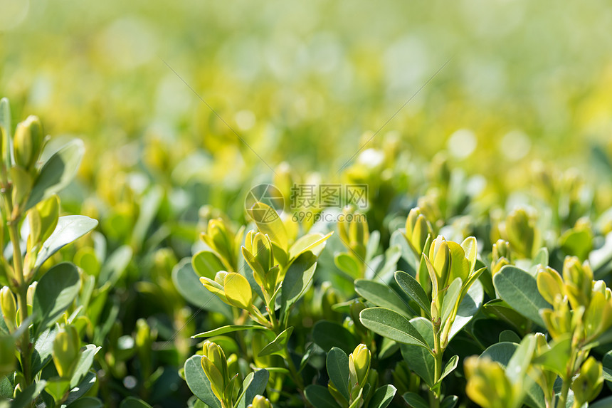 绿色背景清新环境虚化植物图片