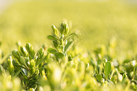 绿色背景清新环境虚化植物图片