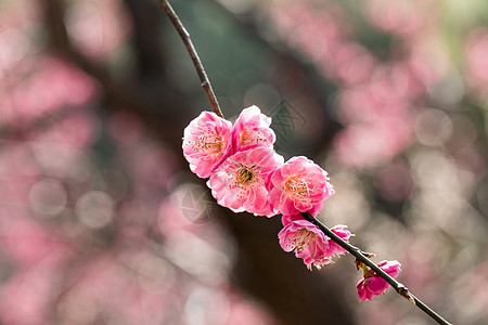 梅花图片