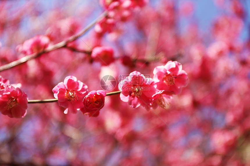 桃花图片