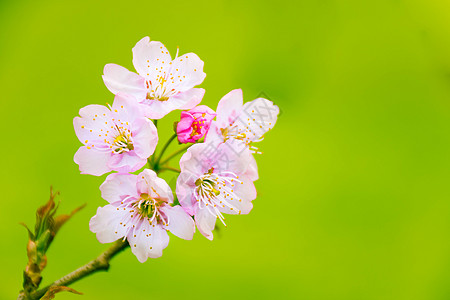 日本北海道花海正在盛开的樱花背景