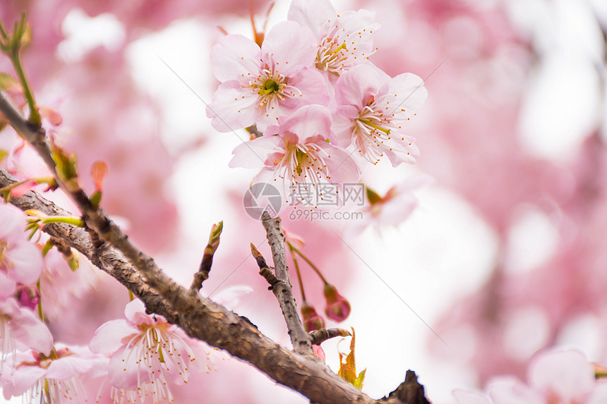 正在盛开的樱花图片