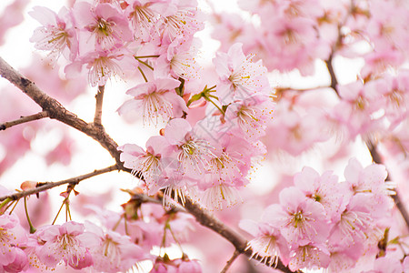 日本櫻花正在盛开的樱花背景