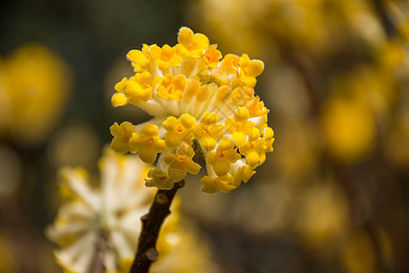 盛开的结香花图片