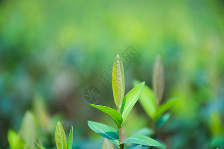 正在发芽的绿色植物高清图片