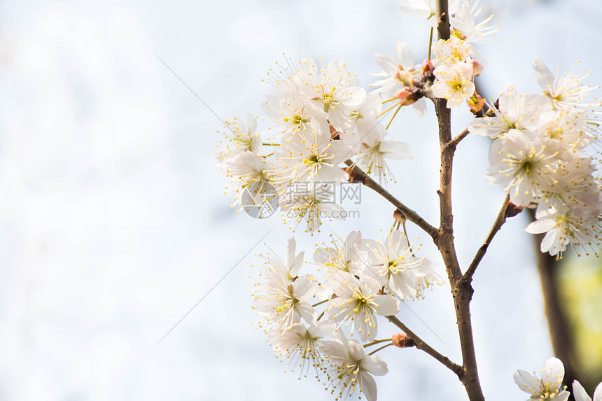 正在盛开的白色梨花图片