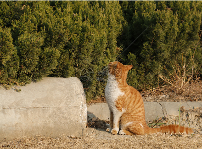 橘猫图片