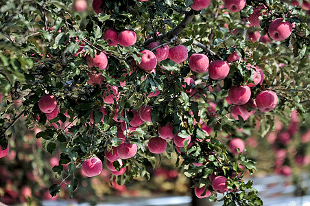 苹果园图片红富士苹果园高清图片
