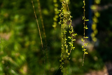 柳树树芽冒芽高清图片