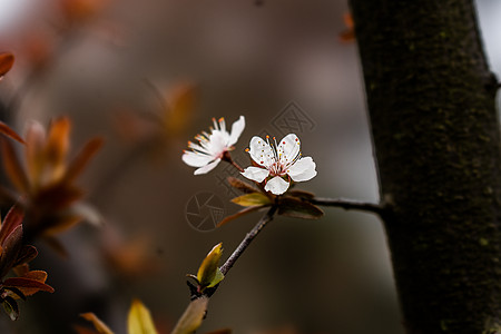 花图片