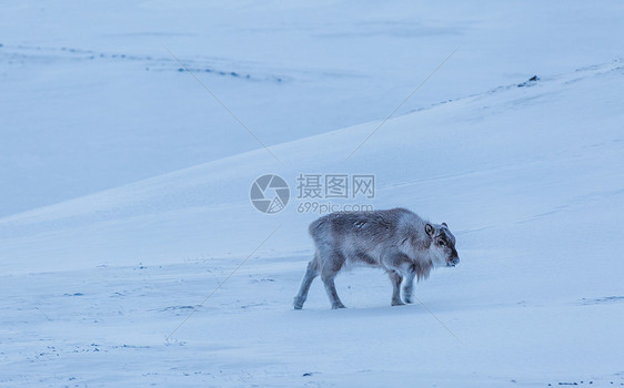 北极驯鹿图片