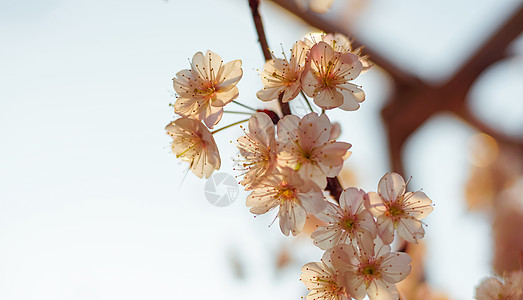 春天樱花图片