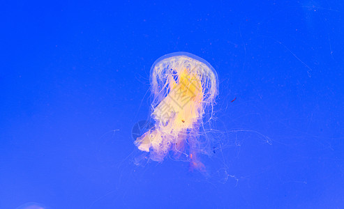 彩色水母水族馆梦幻般的水母背景