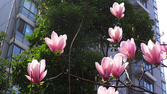 春天花卉玉兰花开背景图片