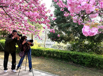春天花卉樱花吸引摄影爱好者图片