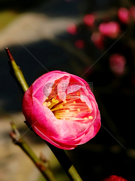 春天花卉梅花开苞图片