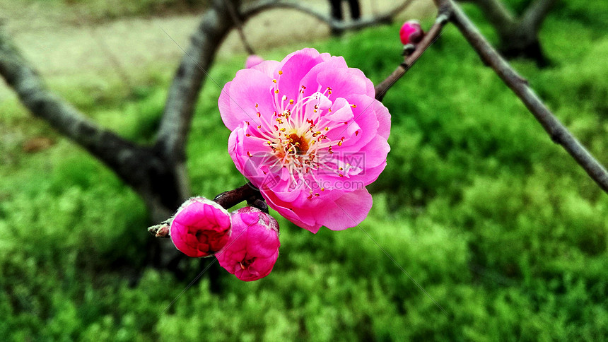 春天花卉桃花图片