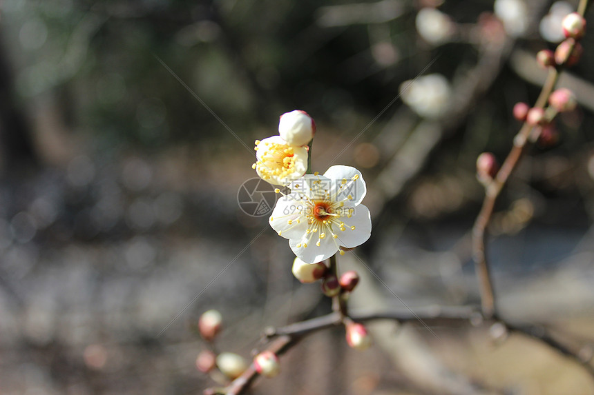 春天花卉梅花图片