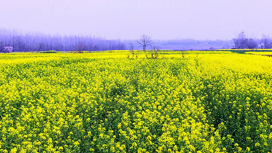 田园春色春天花卉油菜花盛开背景