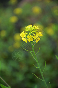 油菜花黄色的花朵大自然高清图片