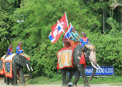 泰国大象图片