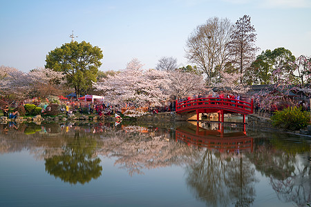 春天樱园拱桥樱花季背景图片