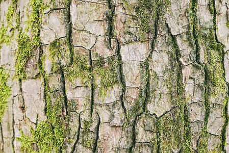 百年老树的树皮青苔背景图片