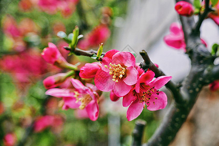 春季绽放的贴梗海棠图片