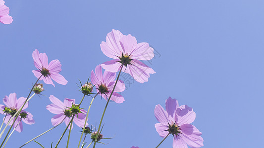 格桑花背景图片