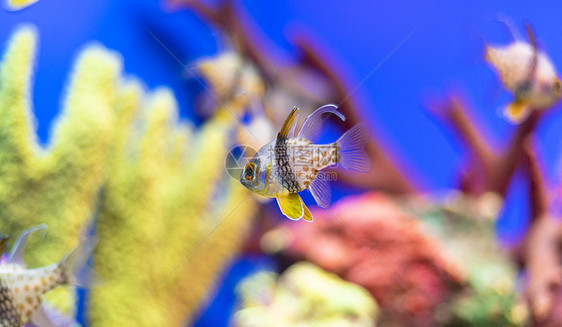 水族馆热带鱼图片